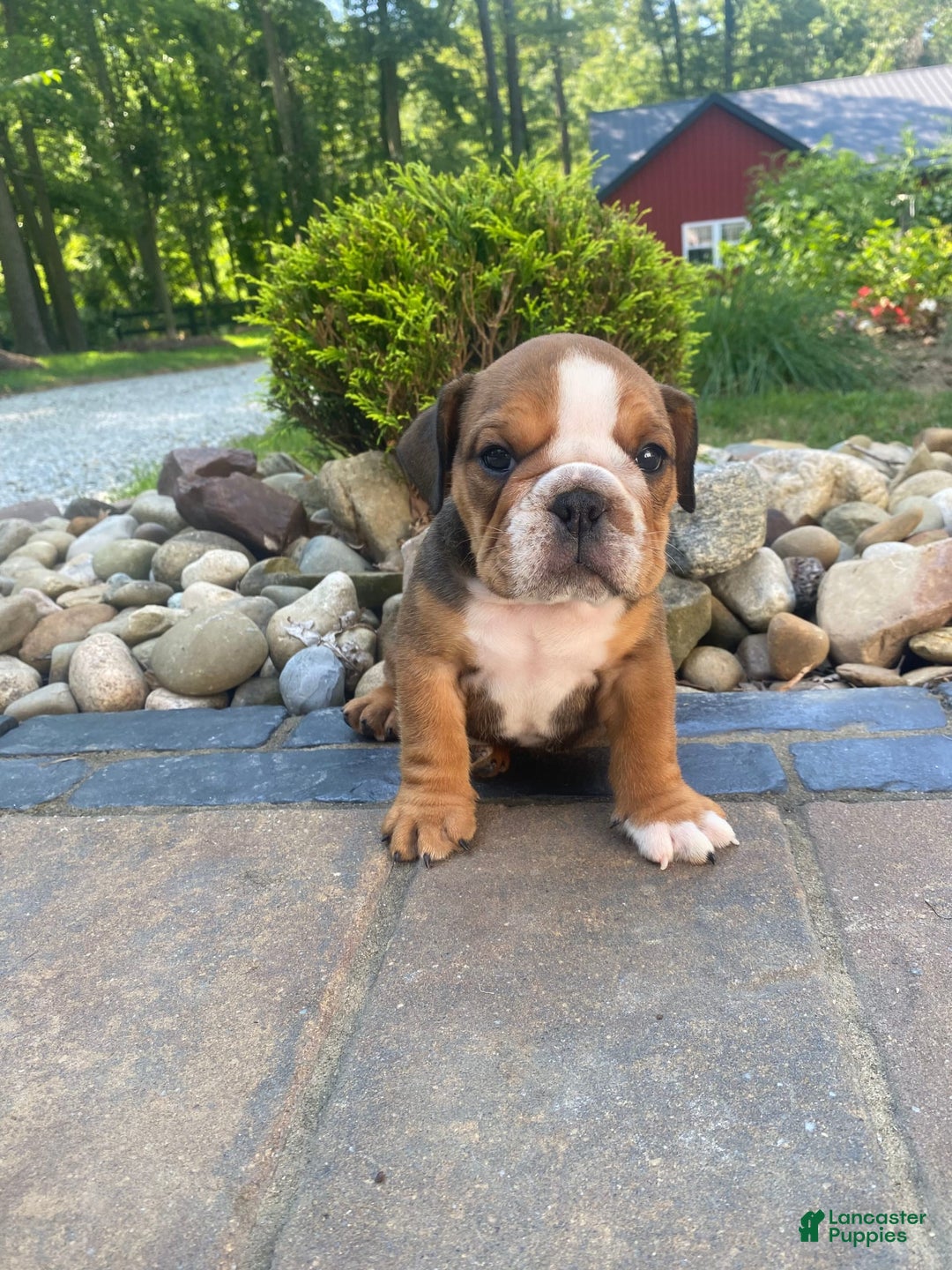 English Bulldog dogs for sale: Duke - Image 6