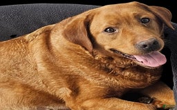 Labrador Retriever dogs for sale: Hayes - Image 4