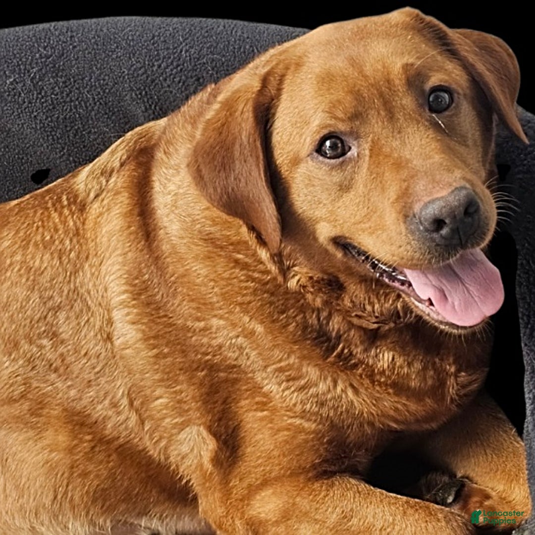 Labrador Retriever dogs for sale: Hayes - Image 4