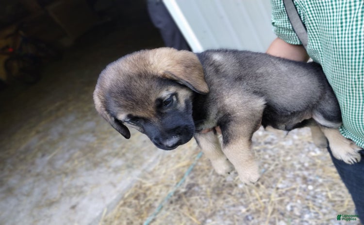 Norwegian Elkhound dogs for sale - Ad 1