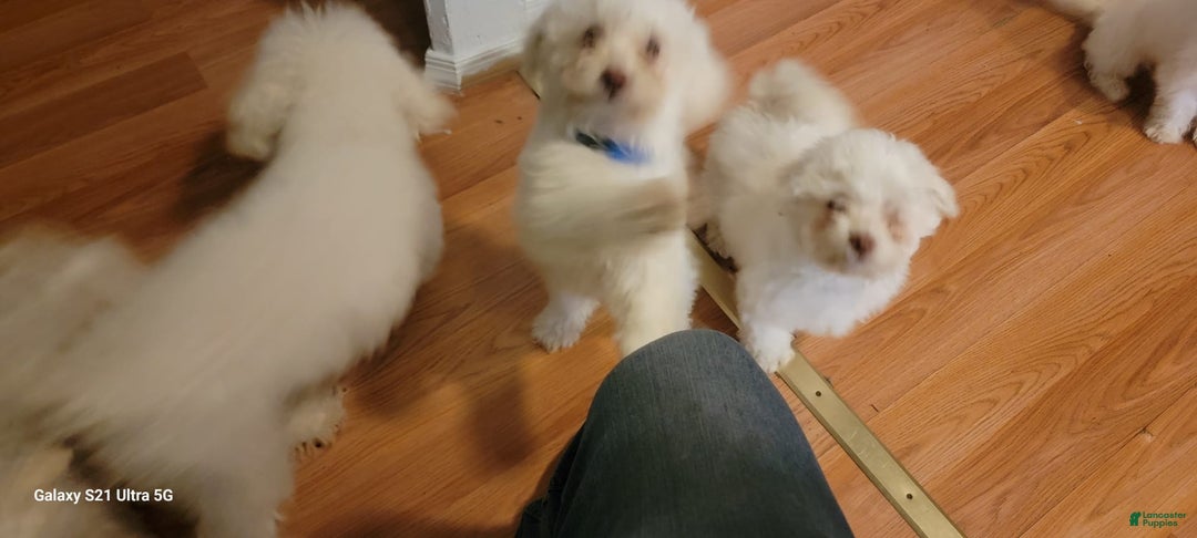 Bichon Frise dogs for sale: Pixo - Image 5