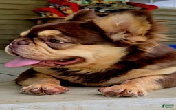 French Bulldog dogs for sale: Stunner - Image 1