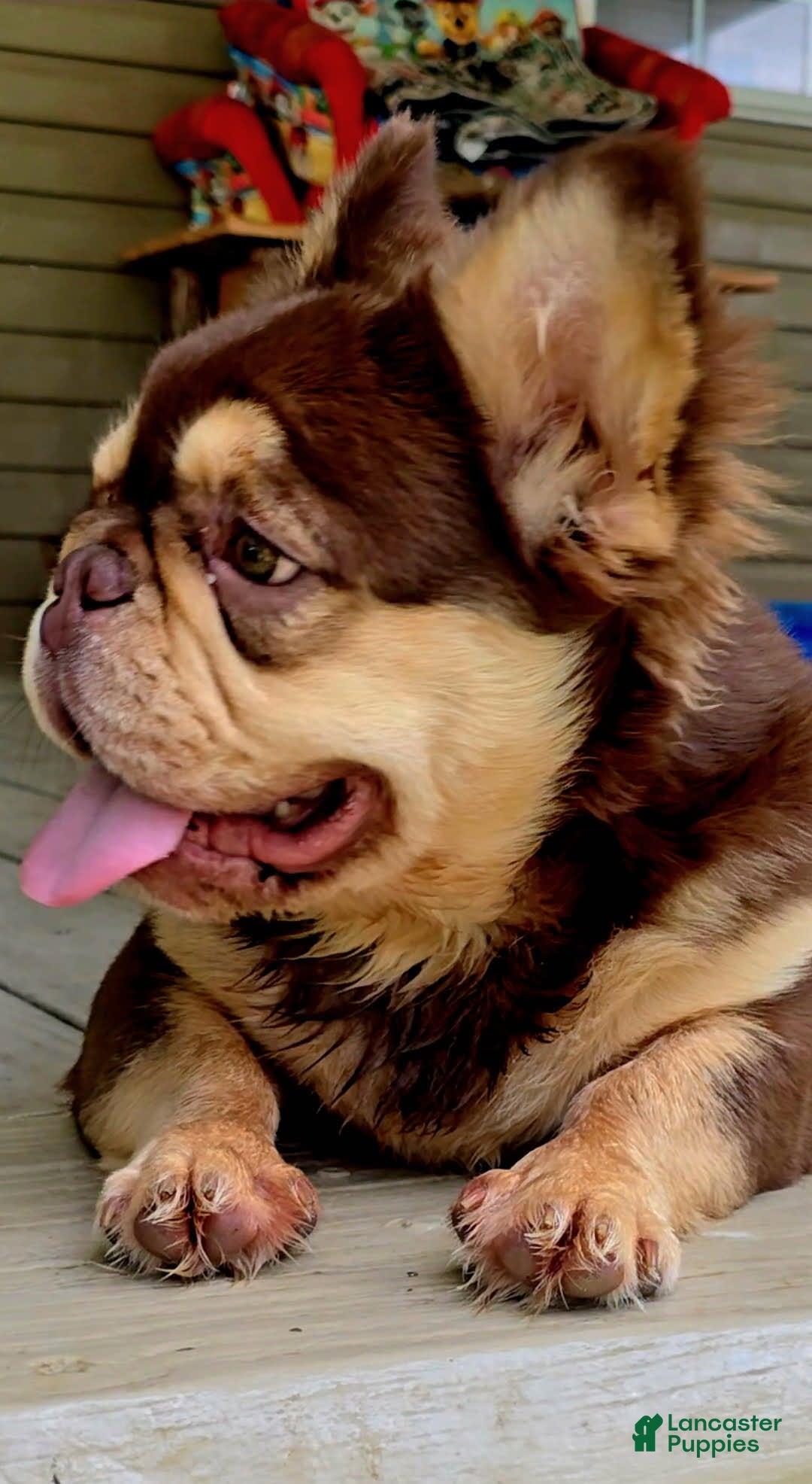 French Bulldog dogs for sale: Stunner - Image 1