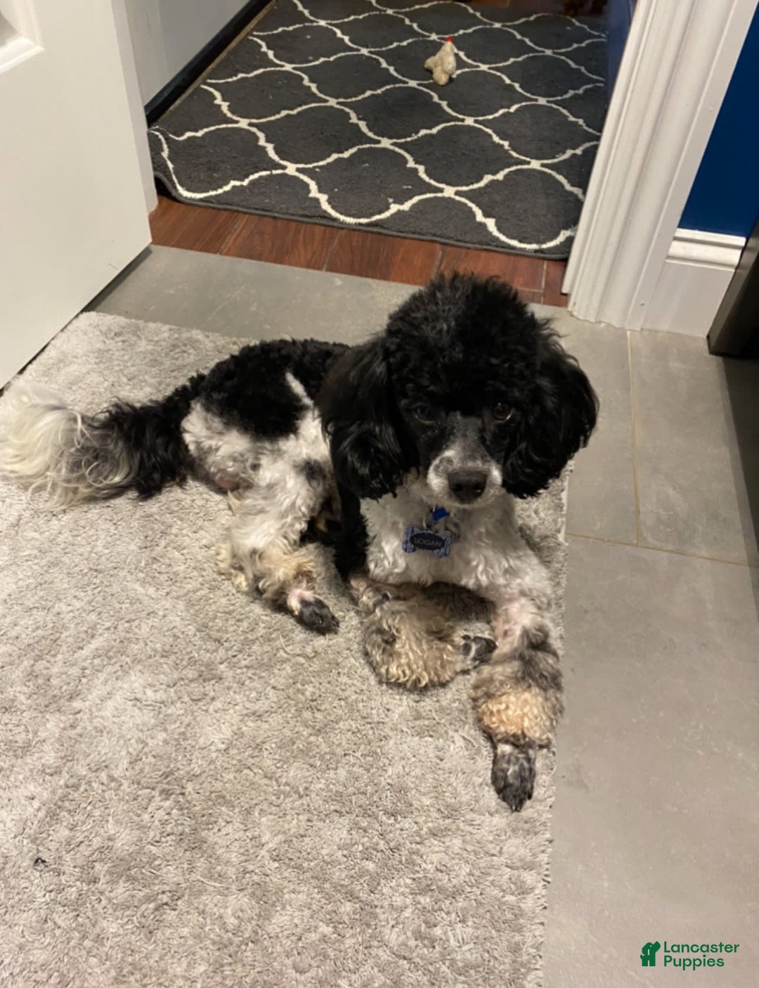 Toy Poodle dogs for sale: Lala - Image 5