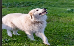 Great Pyrenees dogs for sale: Apollo - Image 3