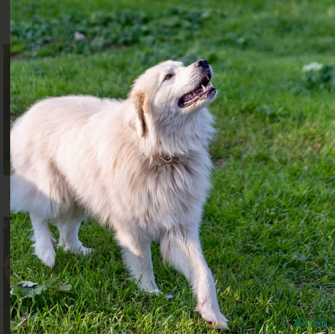 Great Pyrenees dogs for sale: Apollo - Image 3