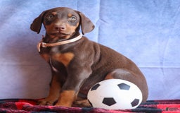 Doberman Pinscher dogs for sale: Dusty - Image 6
