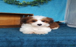 Havanese dogs for sale: Stella - Image 3