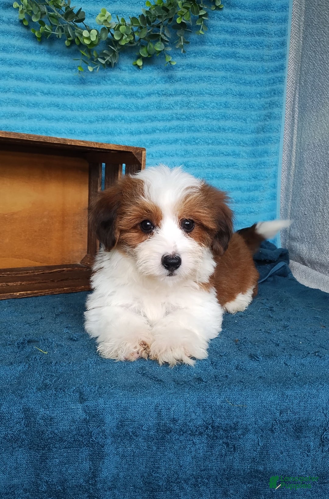Havanese dogs for sale: Stella - Image 3