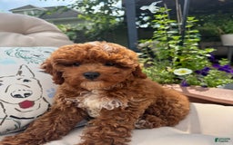 Cavapoo dogs for sale: Candie - Image 3