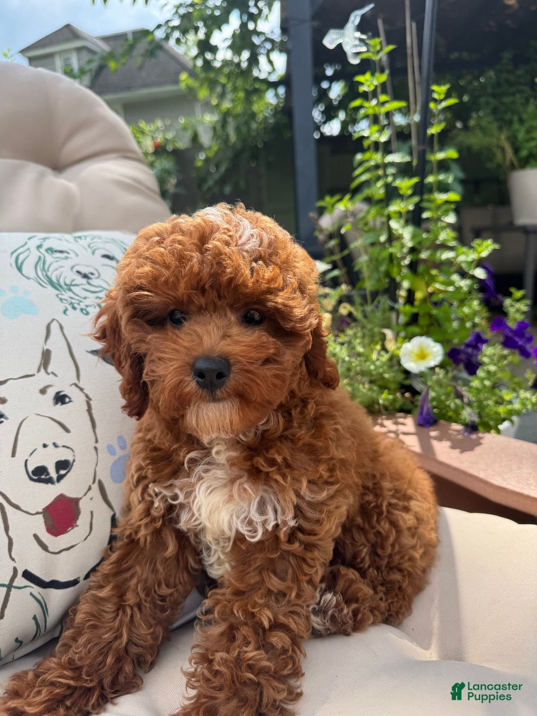 Cavapoo dogs for sale: Candie - Image 3