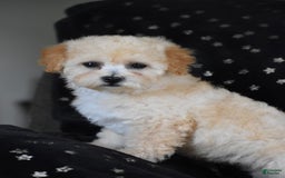 Miniature Poodle dogs for sale: Sierra - Image 4