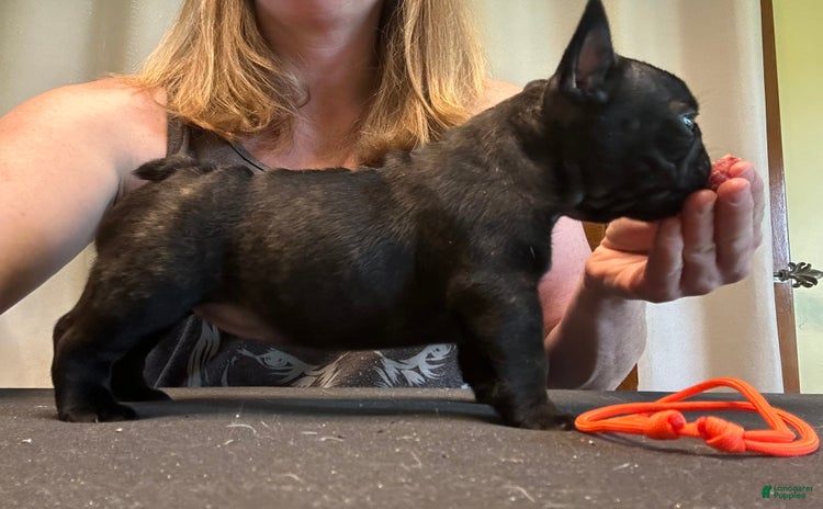 French Bulldog dogs for sale - Ad 1