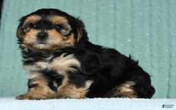 Yorkiepoo dogs for sale: Benji - Image 6