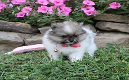 Pomeranian dogs for sale: Kylie - Image 9