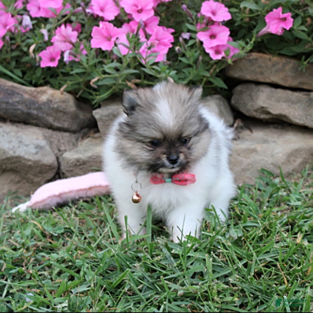 Pomeranian dogs for sale: Kylie - Image 9