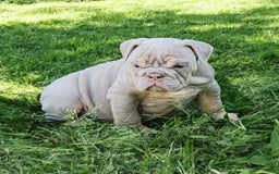 English Bulldog dogs for sale: Lyla - Image 9