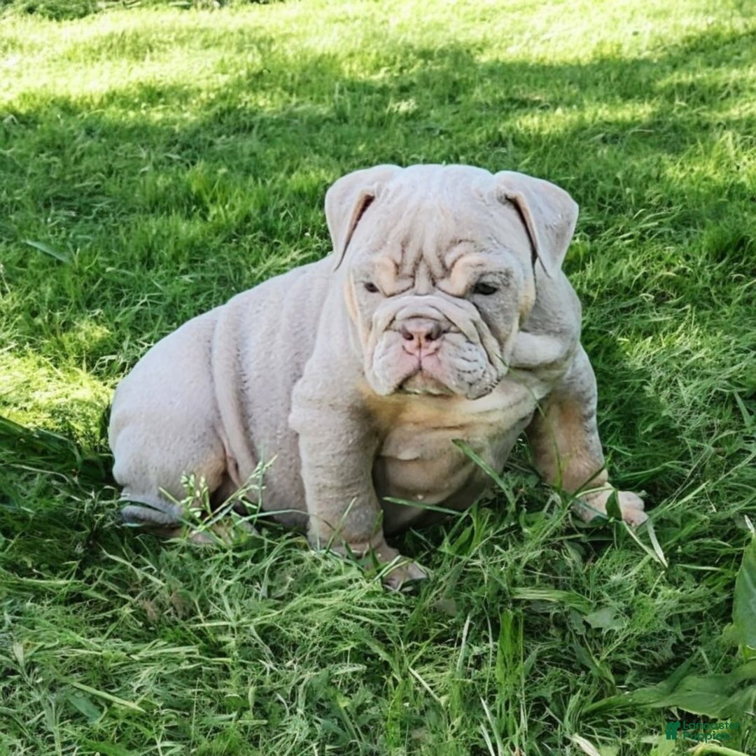 English Bulldog dogs for sale: Lyla - Image 9
