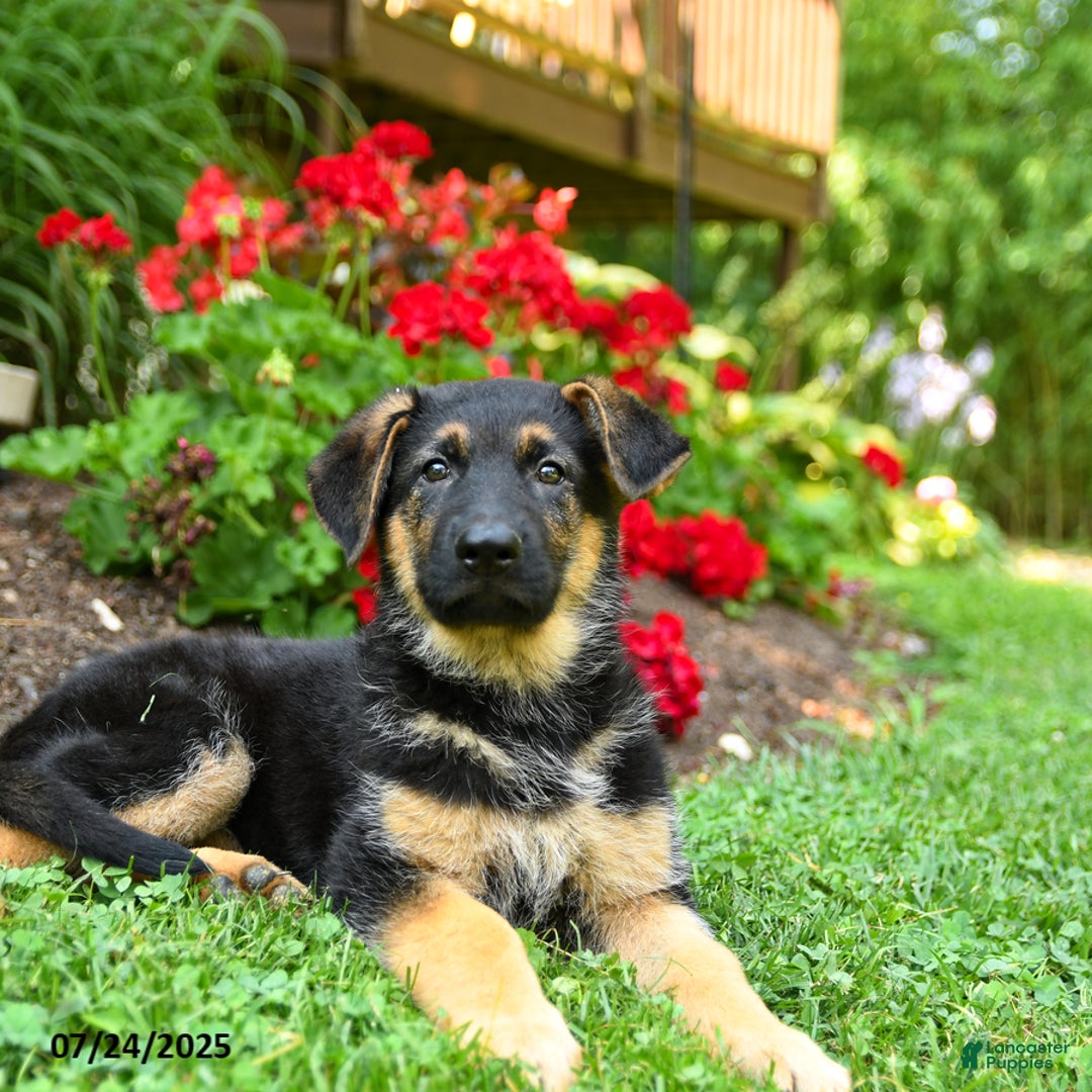 German Shepherd dogs for sale: Bella - Image 4
