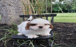 Shih Tzu dogs for sale: Timber - Image 3