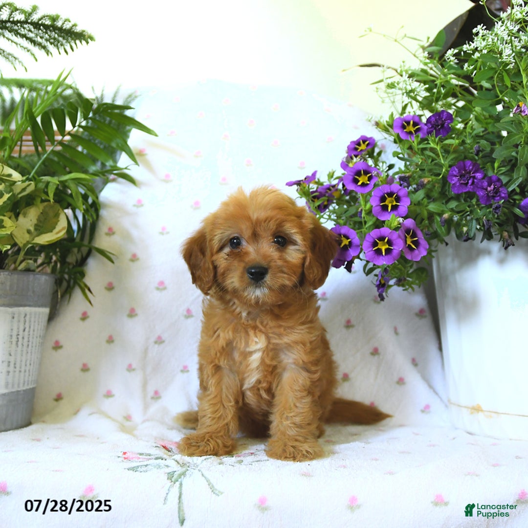 Cavapoo dogs for sale: Winnie - Image 1