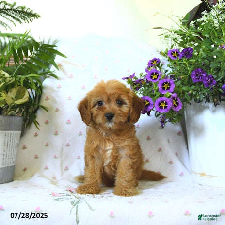 Cavapoo dogs for sale - Ad 1