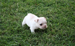French Bulldog dogs for sale: Melanie - Image 11