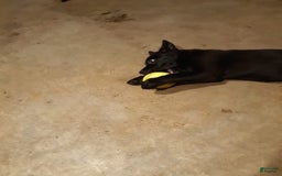 German Shepherd dogs for sale: Little Girl - Image 4
