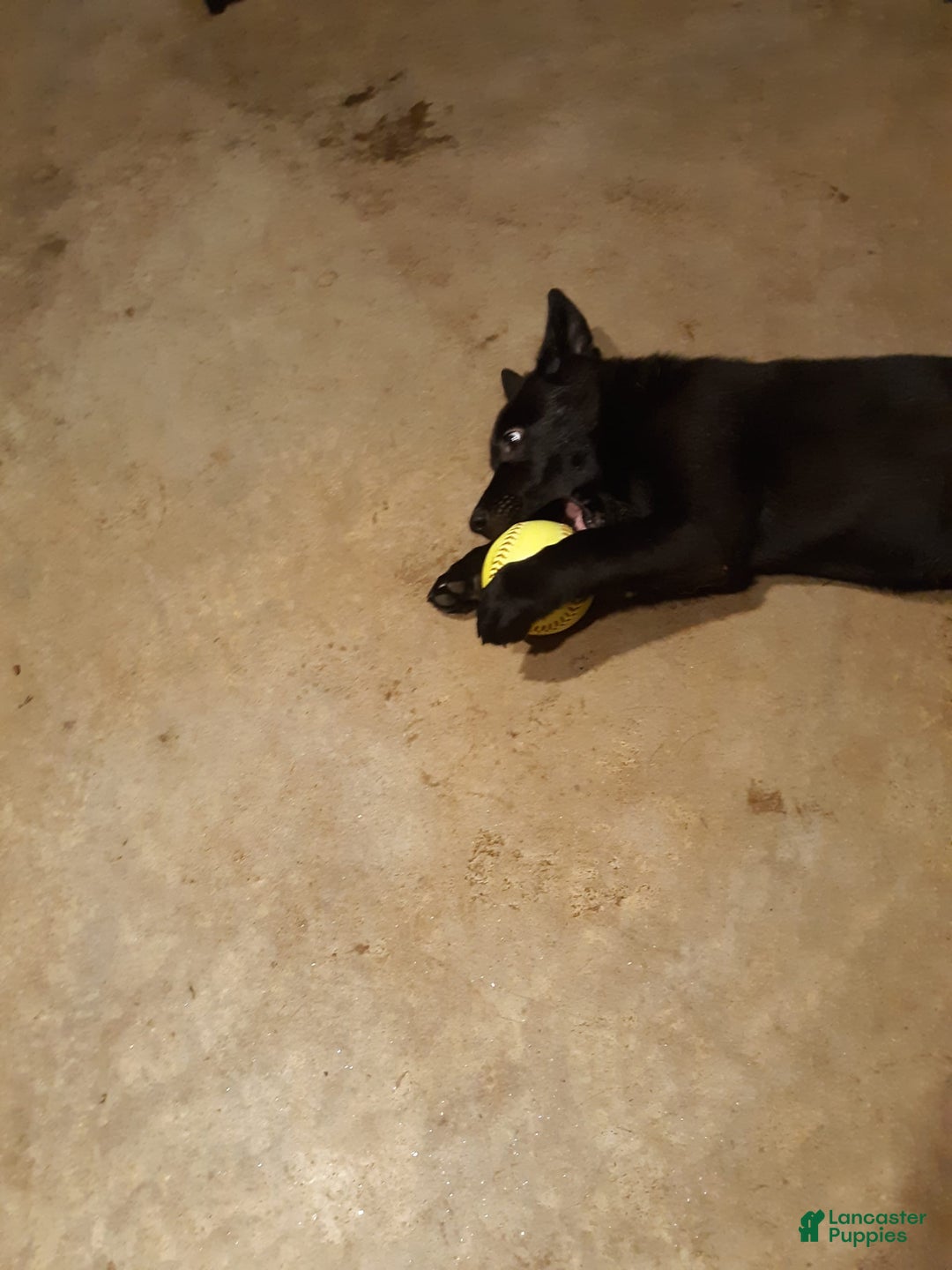 German Shepherd dogs for sale: Little Girl - Image 4