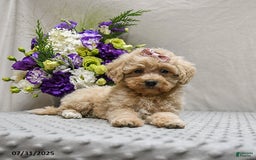 Maltipoo dogs for sale: Sunrise - Image 4