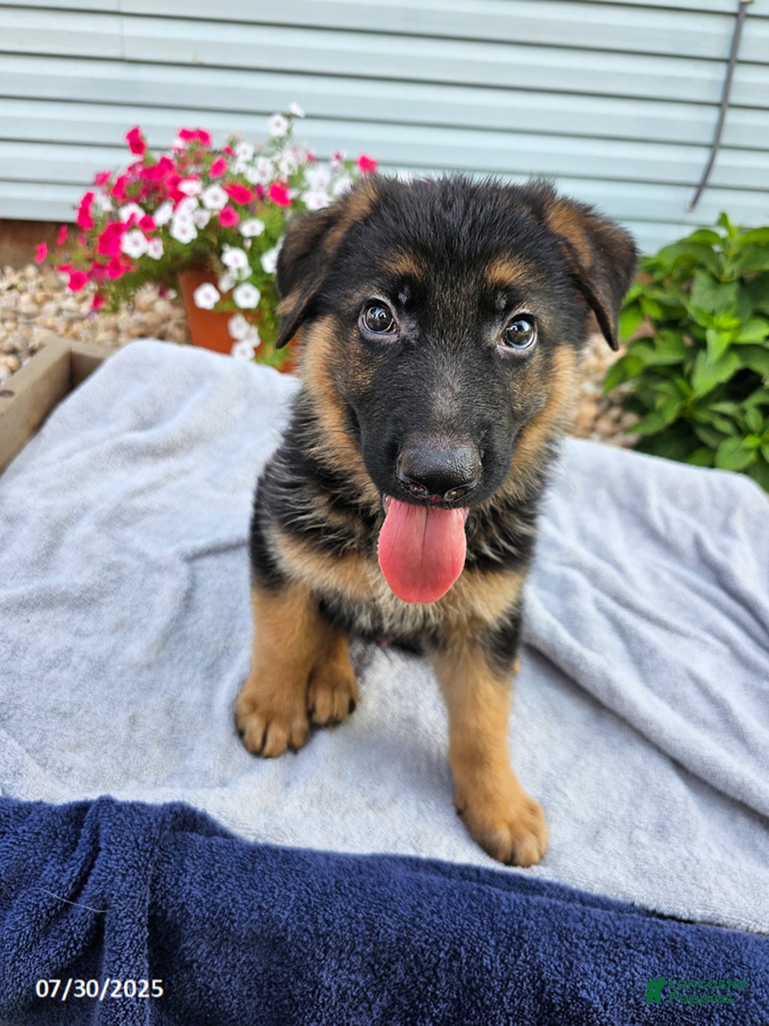 German Shepherd dogs for sale: Jordan - Image 4