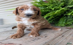 Goldendoodle dogs for sale: Blake - Image 17