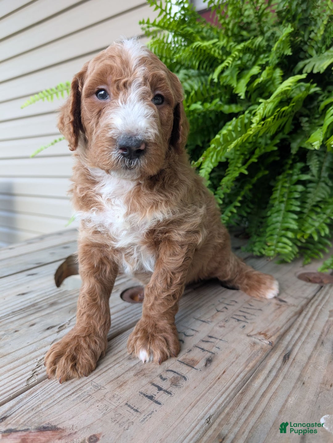 Goldendoodle dogs for sale: Blake - Image 17