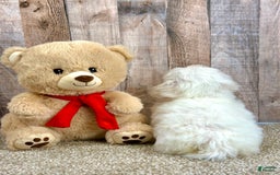Bichon Frise dogs for sale: Brisket - Image 2