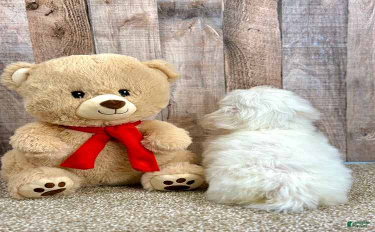 Bichon Frise dogs - Advert 6