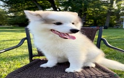 Pomsky dogs for sale: Loki - Image 3