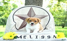 Welsh Corgi Pembroke dogs for sale: Welsh Corgi (Pembroke) 7 puppies - Image 14