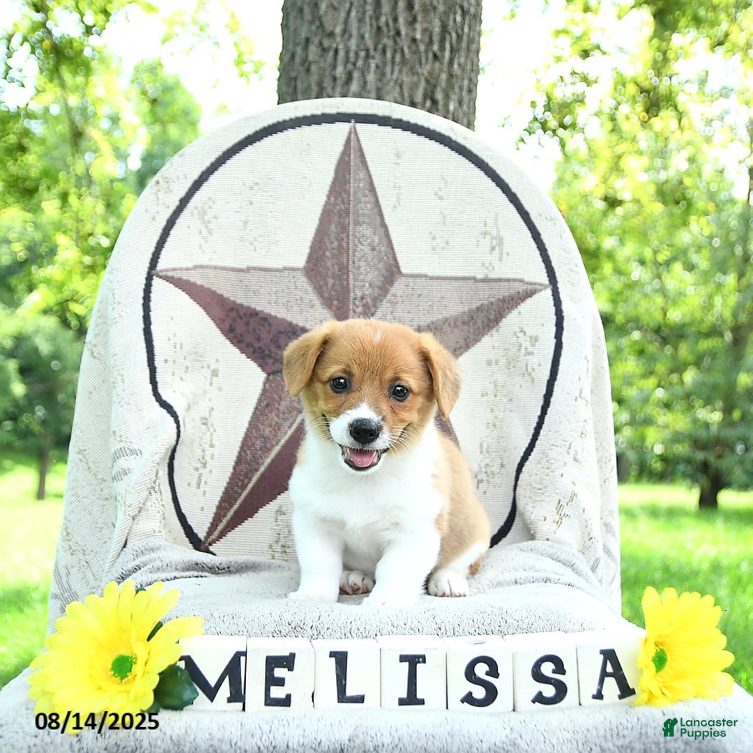 Welsh Corgi Pembroke dogs for sale: Welsh Corgi (Pembroke) 7 puppies - Image 14