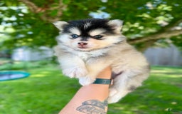 Pomsky dogs for sale: Selene - Image 3
