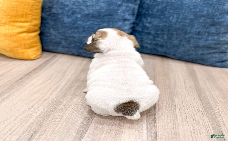 Beabull dogs for sale - Ad 2