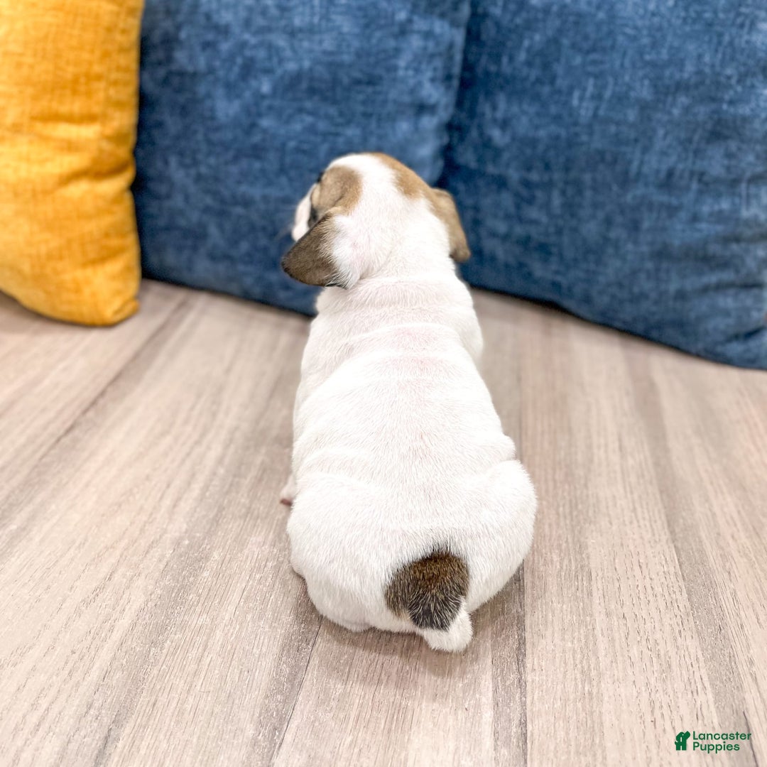 Beabull dogs for sale: Captain - Image 1
