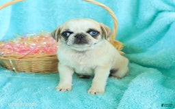 Pug dogs for sale: Penelope - Image 3