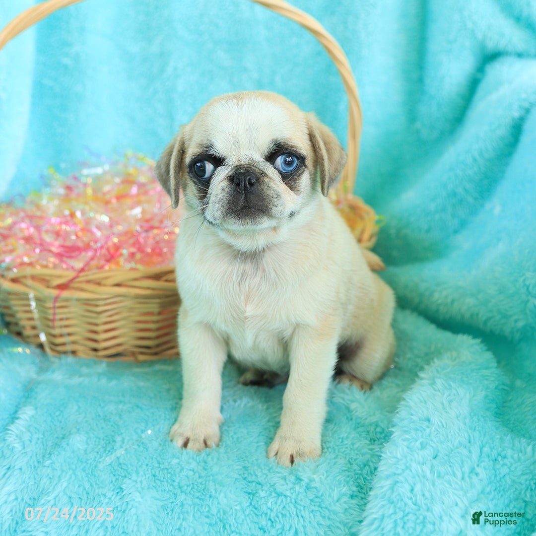 Pug dogs for sale: Penelope - Image 3