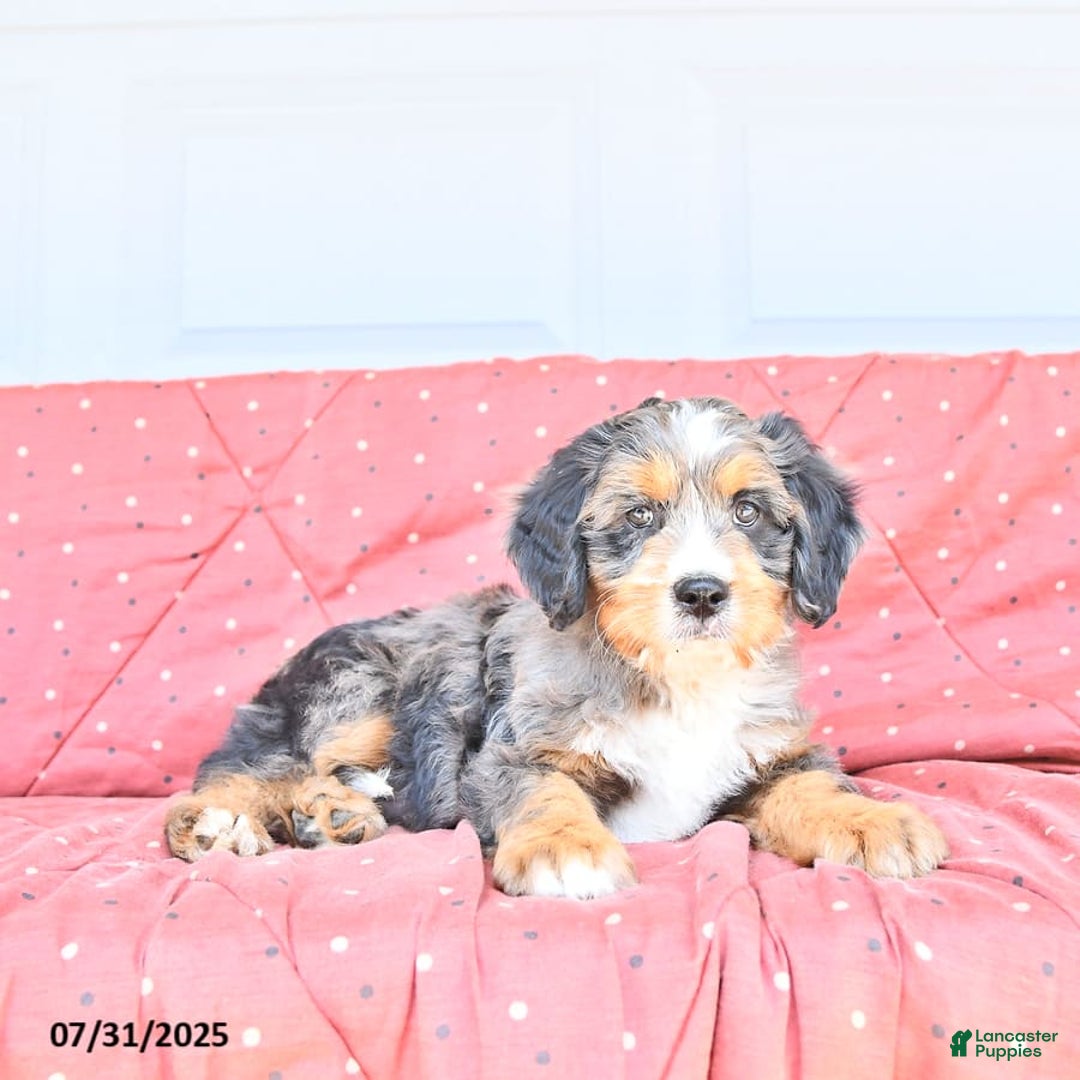 Miniature Bernese Mountain Dog dogs for sale: Leo - Image 8