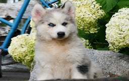Gerberian Shepsky dogs for sale: Romeo - Image 18