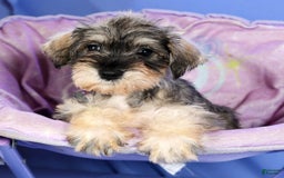 Miniature Schnauzer dogs for sale: Brenda - Image 6