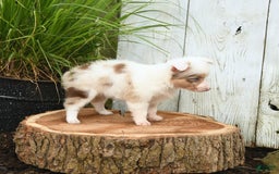 Miniature Australian Shepherd dogs for sale: Charlotte - Image 5