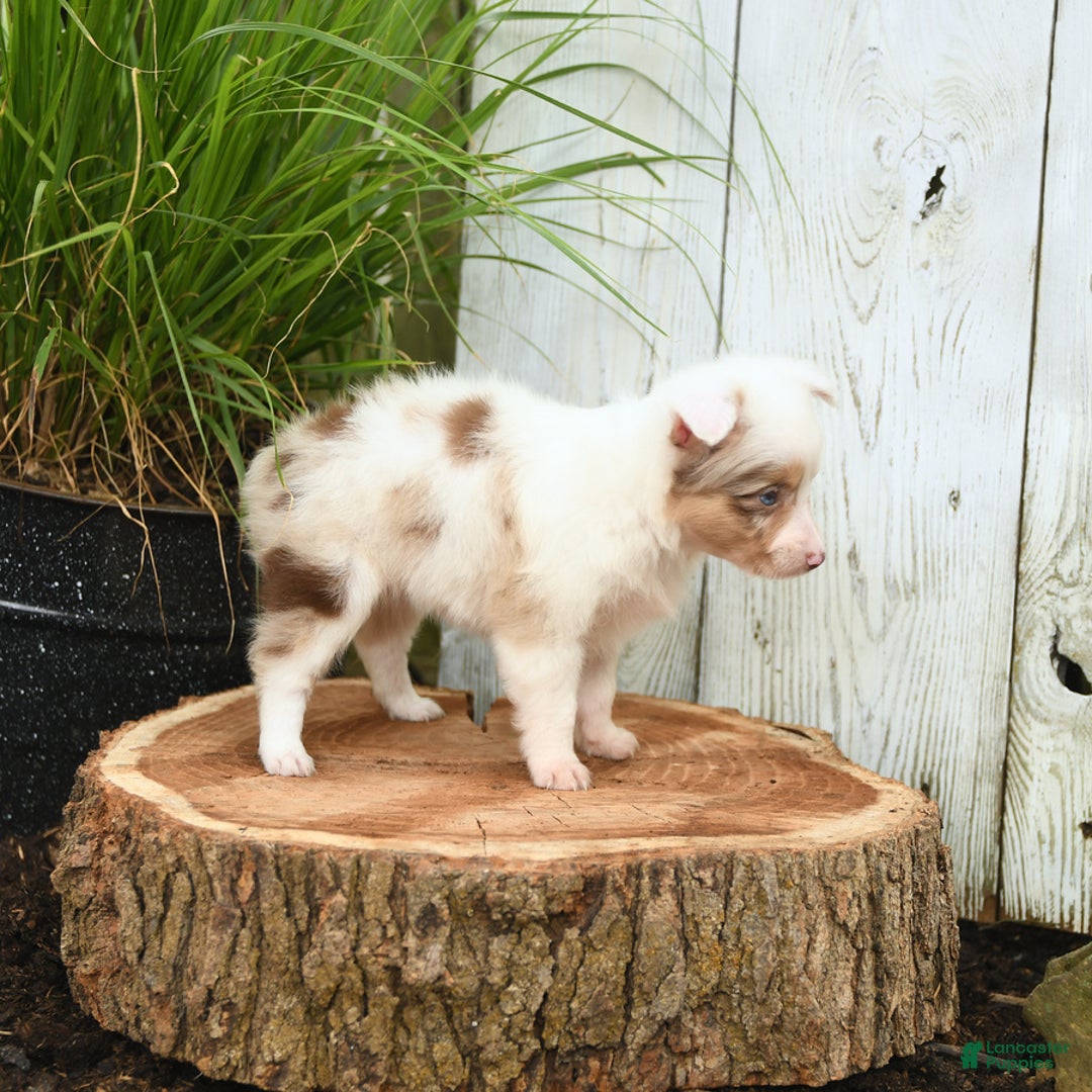 Miniature Australian Shepherd dogs for sale: Charlotte - Image 5