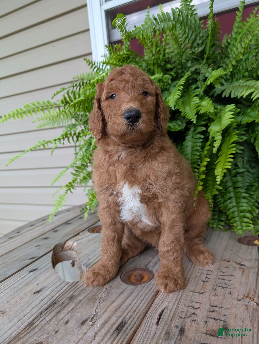 Goldendoodle dogs for sale: Teddy - Image 5