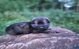 German Shepherd dogs for sale: Kora - Image 13